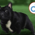 Opdrætter franske bulldogs
