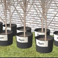 Plantning af frugttræer