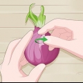 Plant spirede løg