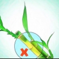 Dyrker lucky bamboo