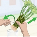Formering af lucky bamboo