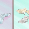 Opdræt af guppyer
