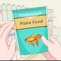 Fodring af guppyer