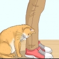 Erkend, om en kat er en herreløs kat