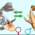 Bestemmelse af køn af en fisk