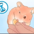 Bestemmelse af køn på din hamster