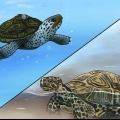 Se forskellen mellem vandskildpadder, skildpadder og skildpadder