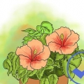 Dyrkning af hibiscus udendørs