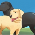 At lade hunde parre sig