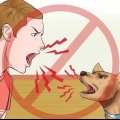 Træning af hunde til ikke at gø