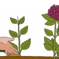 Dyrkning af hortensia fra stiklinger