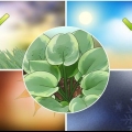 Hosta planter