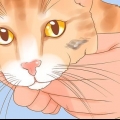 At genkende hudkræft hos en kat