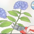 Klip hortensia blomster