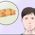 Grib ind, hvis din hamster ikke bevæger sig