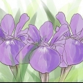 Voksende iris