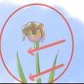 Pasning af iris, når blomsterne dør