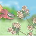 Beskæring af jasmin