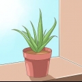 Pas på din aloe vera