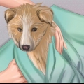 Sørg for, at din hund er okay efter fødslen