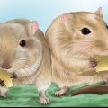 Gør din gerbil glad