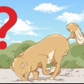 Stop din hund i at grave