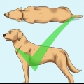 Hjælp din hund med at tabe sig