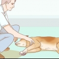 Hjælp din hund med et slagtilfælde