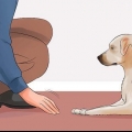 Lær din hund at ligge død på kommando