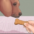 Lær din hund at pote