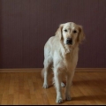 Lær din hund at sidde