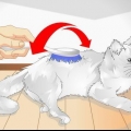 Forkæl din kat