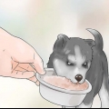 Træning og pasning af din nye siberian husky-hvalp