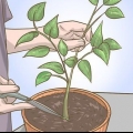 Beskæring af din peberfrugtplante