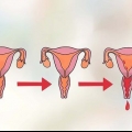 Bestem din mest frugtbare dag for at blive gravid