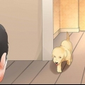 Opdragelse af unge hunde