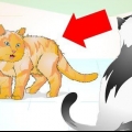 Korrekt håndtering af en aggressiv kat