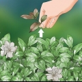 Beskæring af cape jasmin