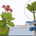 Dyrkning af kalanchoe