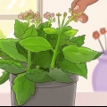 Beskæring af kalanchoe