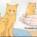 Adskillelse af killinger fra mor kat til adoption