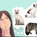 Opdræt af katte