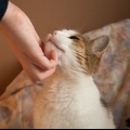 Opdragelse af katte