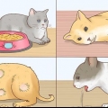 Reduktion af feber hos katte