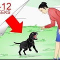 Labrador retriever træning