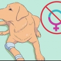 Opdræt af labradorer
