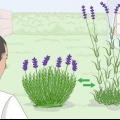 Dyrkning af lavendel i potter