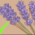Beskæring og høst af lavendel