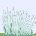 Beskæring af lavendel