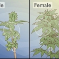 At skelne mandlige cannabisplanter fra kvindelige
